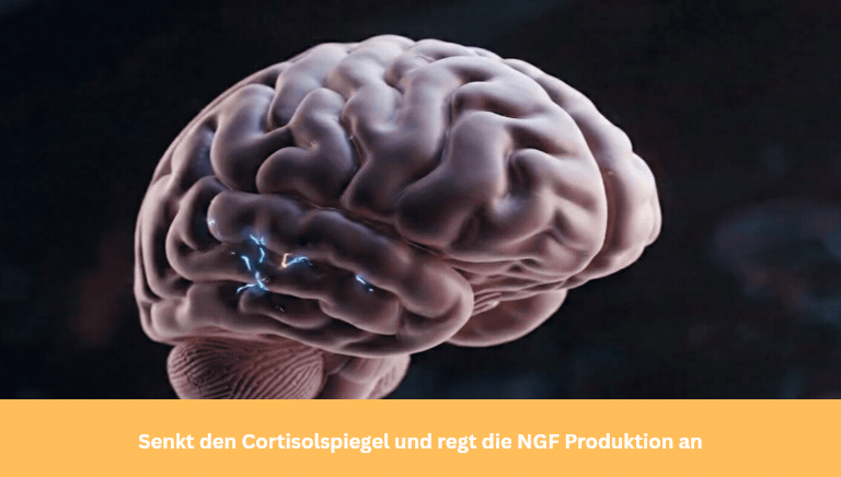 Neurosubmitter